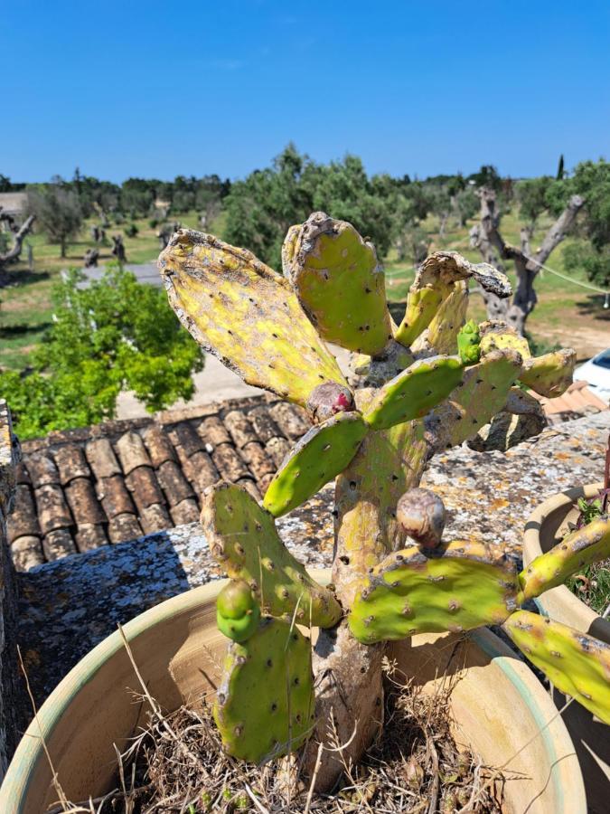 La Fragna Bed & Breakfast Nardo Bagian luar foto